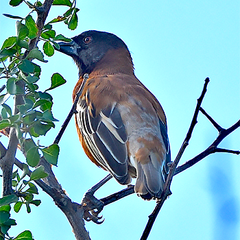 Chestnut Weaver