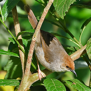 Chubb's Cisticola