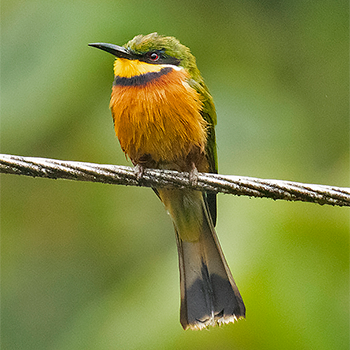 Cinnamon-chested Bee-eater