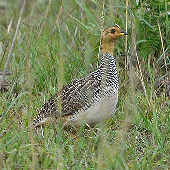 Coqui Francolin