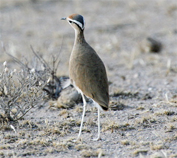 Cream-coloured Courser