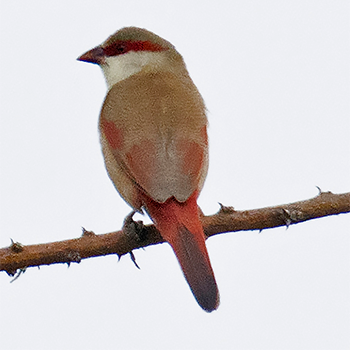 Crimson-rumped Waxbill