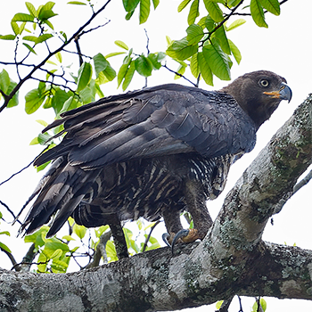 Crowned Eagle