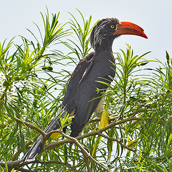 Crowned Hornbill