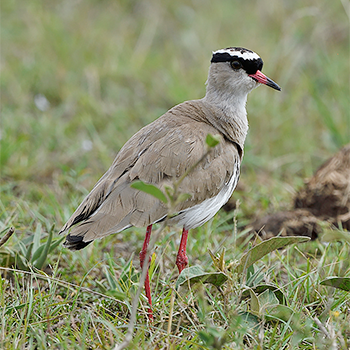 Crowned Lapwing