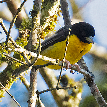 Dark-backed Weaver