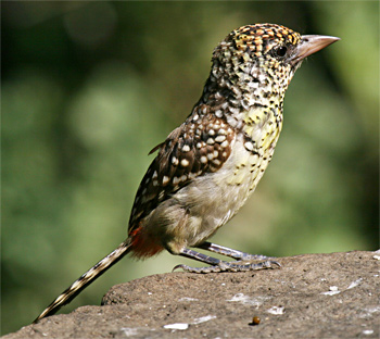 D'Arnaud's Barbet