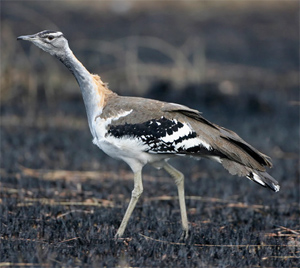 Denham's Bustard