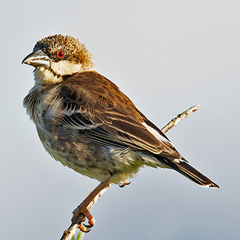 Donaldson-Smith's Sparrow-weaver