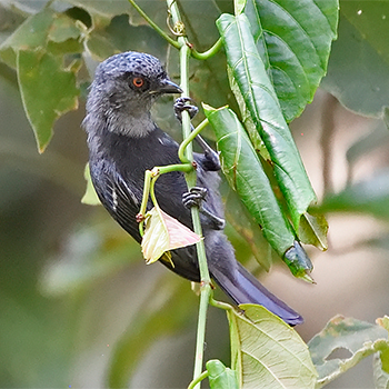 Dusky Tit