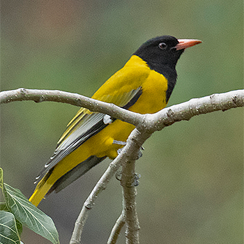 Eastern Black-headed Oriole