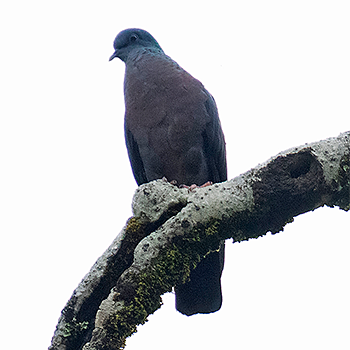 Eastern Bronze-naped (Delegorgue's) Pigeon