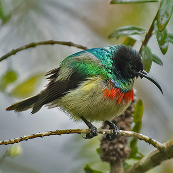 Eastern Double-collared Sunbird