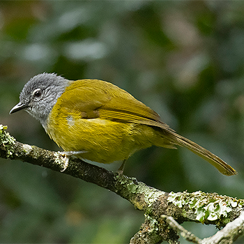 Eastern Mountain Greenbul