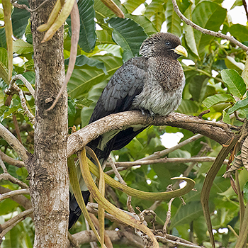 Eastern Plaintain-eater