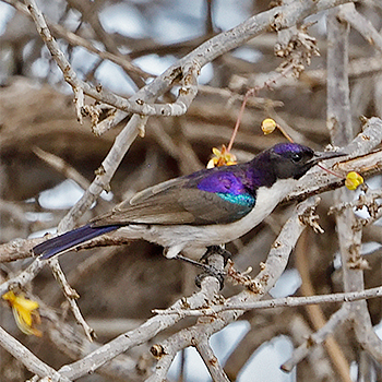 Eastern Violet-backed Sunbird