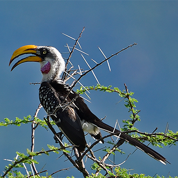 Eastern Yellow-billed Hornbill