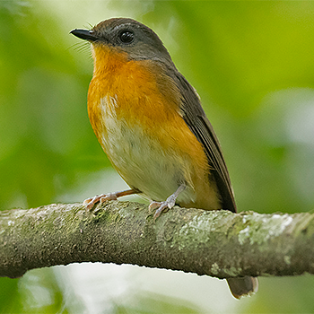 Equatorial Akalat