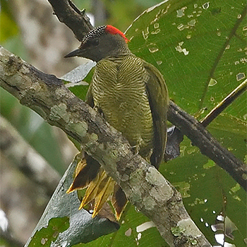 Fine-banded Woodpecker