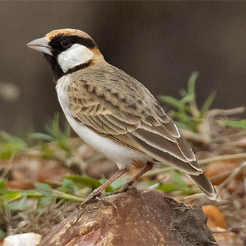 Fischer's Sparrow-lark