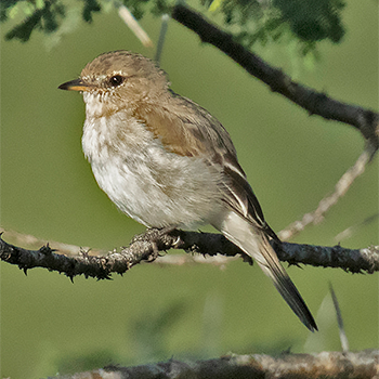 Gambaga Flycatcher