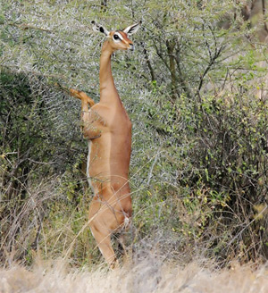 Gerenuk