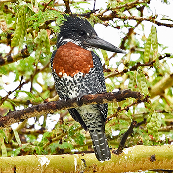 Giant Kingfisher