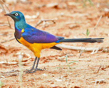 Golden-breasted Starling
