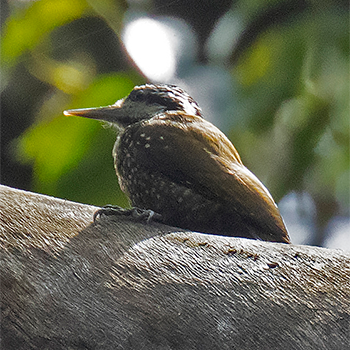 Golden-crowned Woodpecker