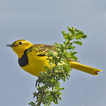Golden Pipit