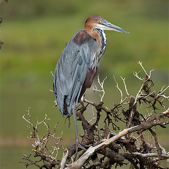 Goliath Heron