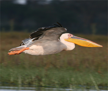 Great White Pelican