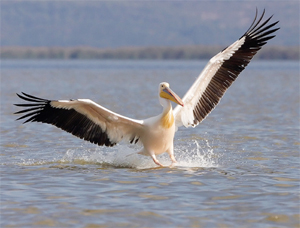 Great White Pelican