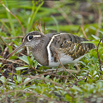 Greater Painted-snipe