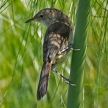 Greater Swamp Warbler