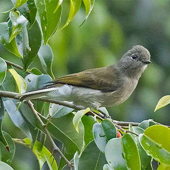 Green-backed Honeybird