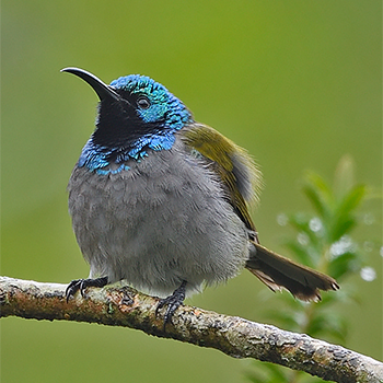 Green-headed Sunbird