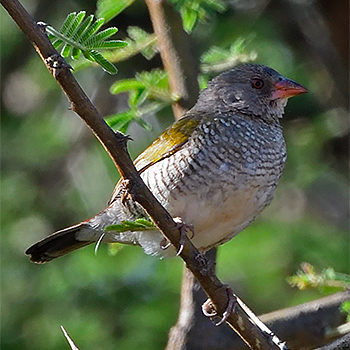Green-winged Pytilia