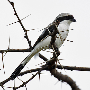 Grey-backed Fiscal
