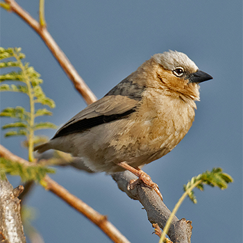 Grey-capped Social-weaver