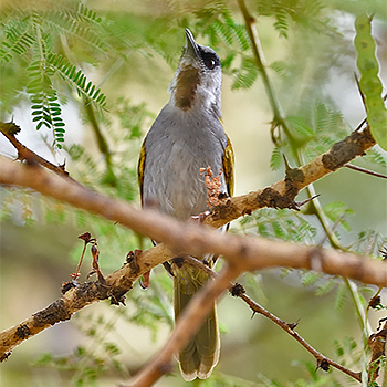 Grey-capped Warbler