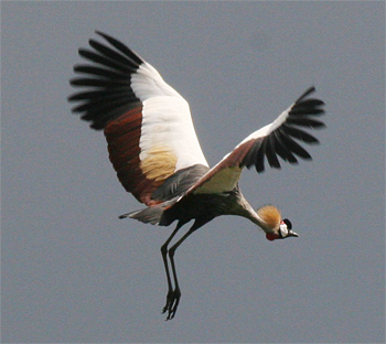 Grey Crowned-crane