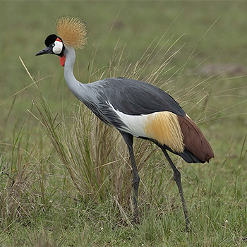 Grey Crowned Crane