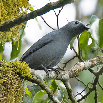 Grey Cuckooshrike