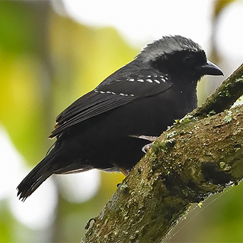 Grey-headed Nigrita
