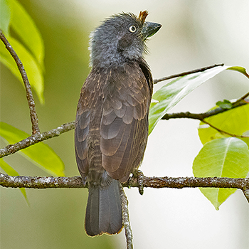 Grey-throated Barbet