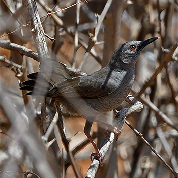 Grey Wren-warbler