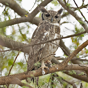 Greyish Eagle-owl