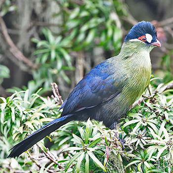 Hartlaub's Turaco