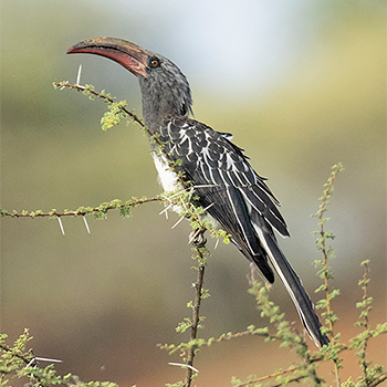 Hemprich's Hornbill